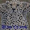 cheetah