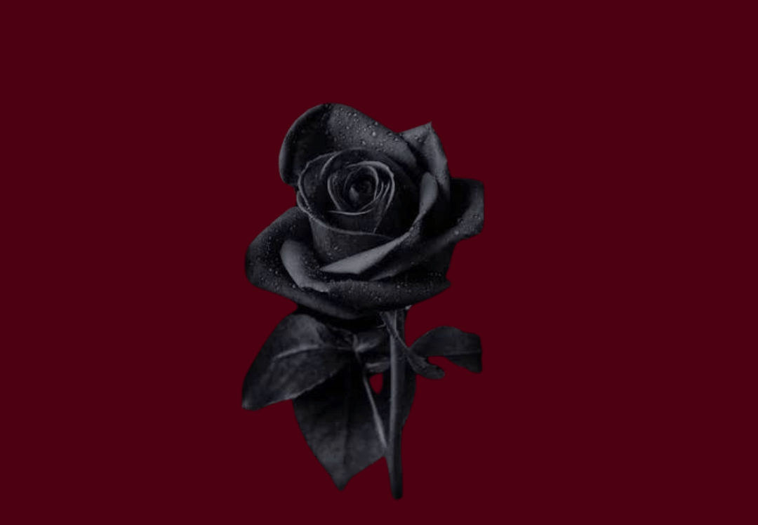 Blackened Rose