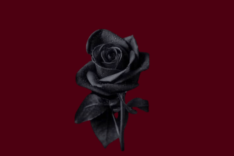 Blackened Rose